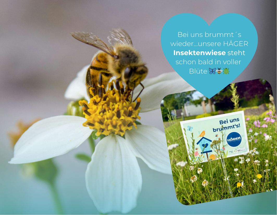 Blogfoto Blumenwiese Nachhaltigkeit